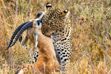 Fototapeta premium leopard catches its prey