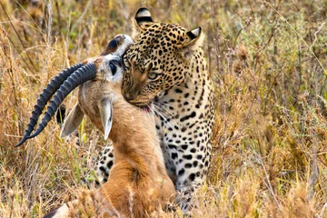 Foto op Plexiglas Panter luipaard vangt zijn prooi