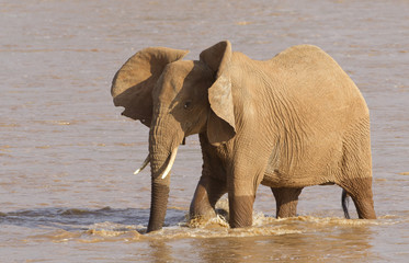 African Elephant, Samburu Reserve, Kenya