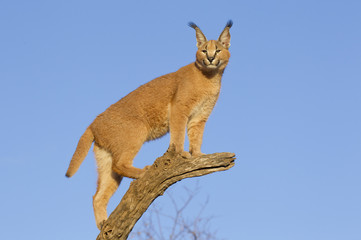 Caracal, South Africa © stuporter