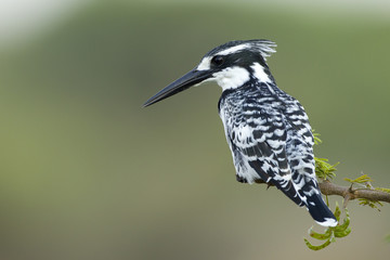 Pied Kingfisher, South Africa