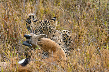 Naklejka premium leopard catches its prey