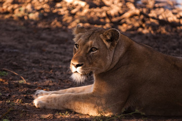 Naklejka premium Female lion near Kruger National Park, South Africa