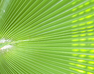 Fototapeta premium palm leaf - tropical background