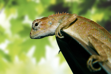 Close-up of  little Iguana