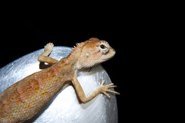 Close-up of  little Iguana