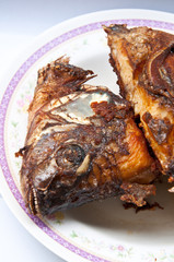 tilapia