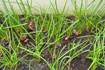 planting shallot