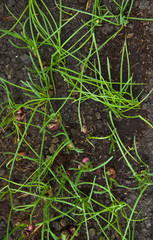 grow  shallot
