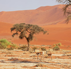 Antelope