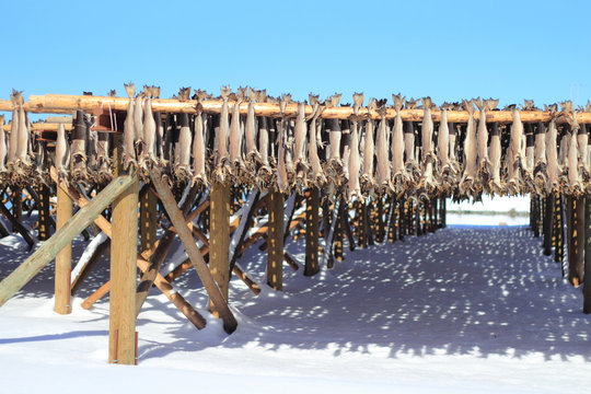 stockfish racks and shadows of lofoten