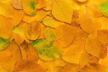 Background from autumn leaves