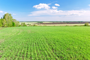Fototapeta na wymiar Green fields in spring