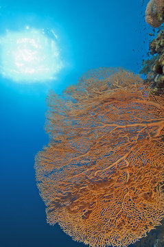 Gorgonian fan coral on a reef wall