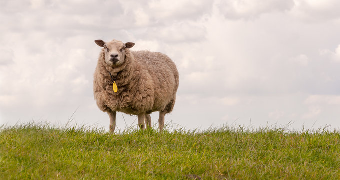One sheep standing on a dike