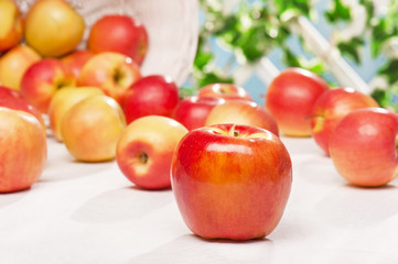 Naklejka na ściany i meble Ripe juicy apples on the table in the garden