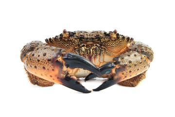Stone crab (Eriphia verrucosa). © Aleksey Sagitov