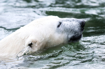 Polar bear