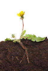 Dandelion