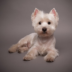 Westie