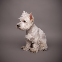 Westie