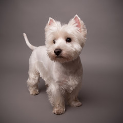 Westie