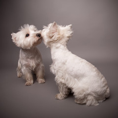 Two West Highland Terriers