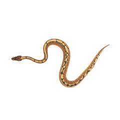 Ball python