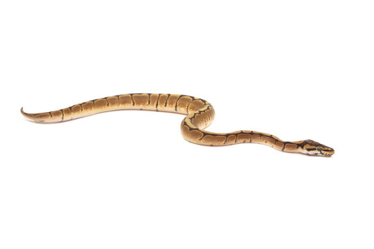 Ball python