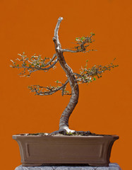 Lärchen Bonsai