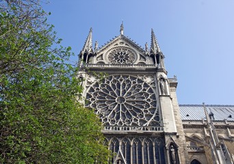 printemps à Notre-Dame de Paris, arbre et rosace (France)