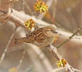 Sparrow