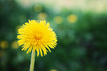 Dandelion Flower in Green Grass