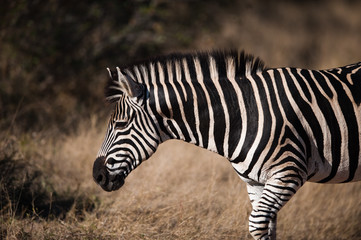 PLAINS ZEBRA (Equus quagga) profile view
