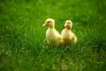 Small ducklings outdoor on green grass