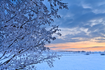 Branches in a white winter landscape