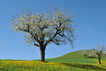 Fototapeta premium Kirschbaum