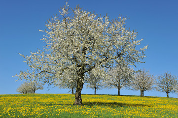 Fototapeta premium Kirschbaum
