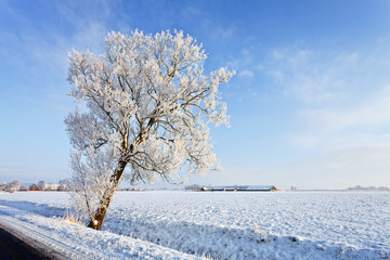 Tree in a white winter landscape
