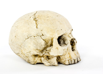 Skull