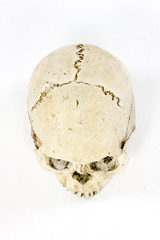 Naklejka premium Skull