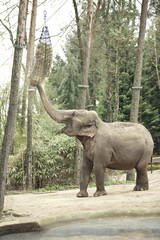 Elefant