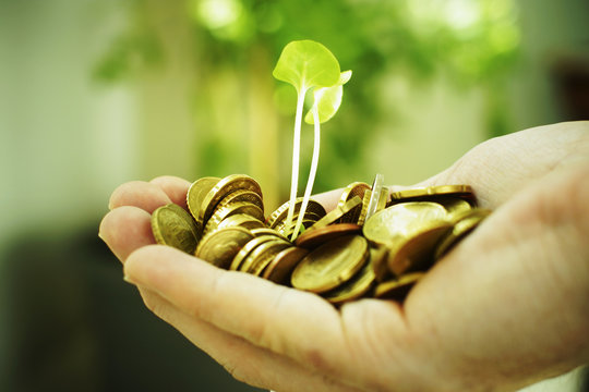 Pflanze und Geld