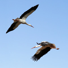 Two white storks flying on blue sky