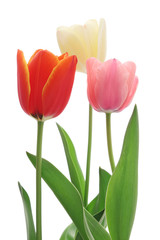 Colorful tulips isolated on white background