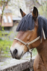 Obraz premium cheval