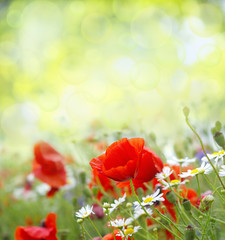 Red Poppies © Andrey Volokhatiuk