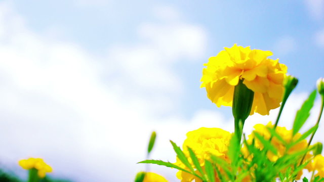 Yellow Marigold Flowers blown in the wind against blue sky.