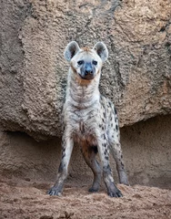 Poster spotted hyena © Victor zastol'skiy