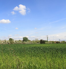 Campo nel parco delle Groane,cielo azzurro